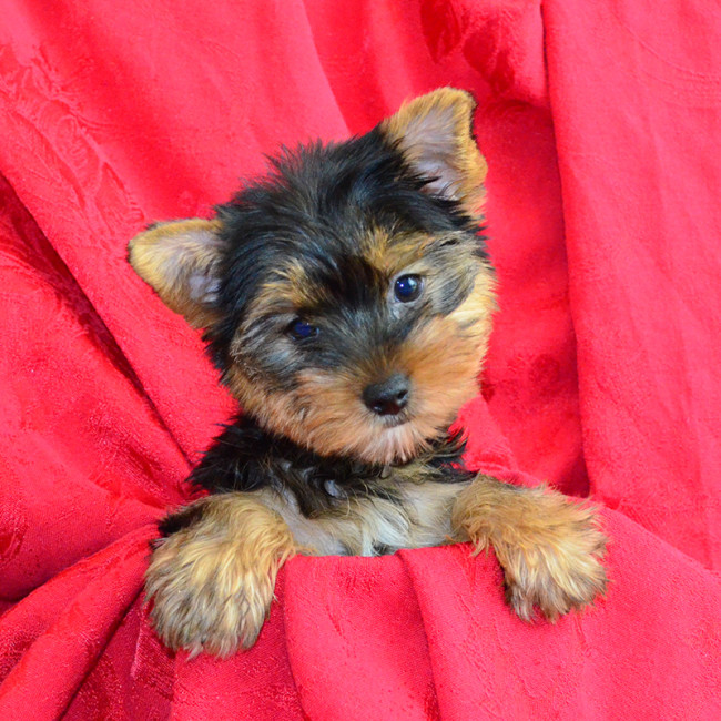 Layla female yorkie