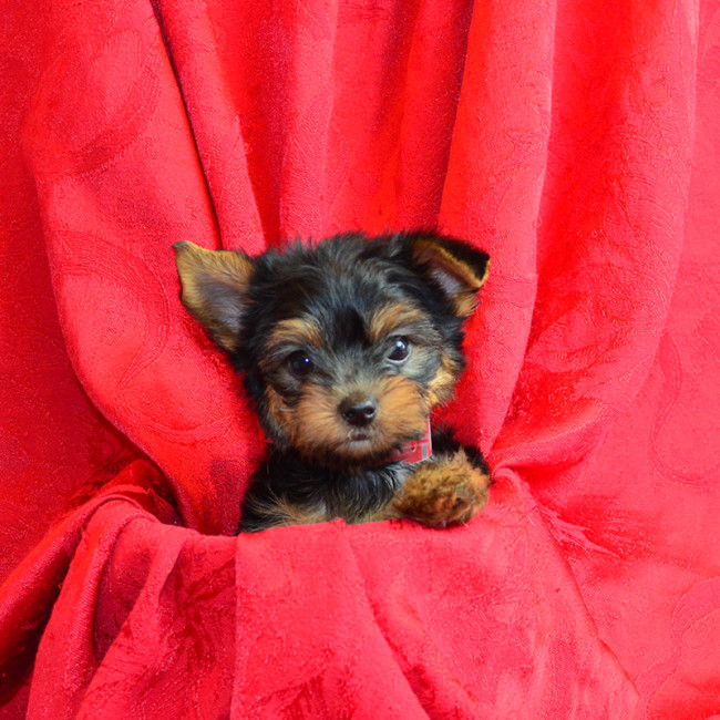 Thumbnail [100%x225]