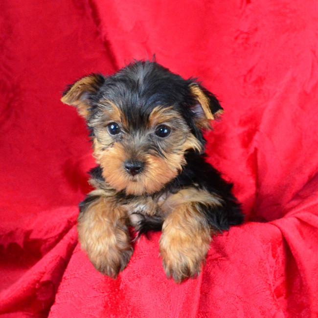 Vinnie male yorkie