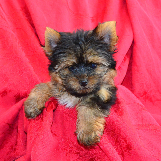 Gucci male yorkie