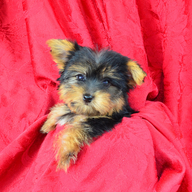 Elroy (teacup) male yorkie