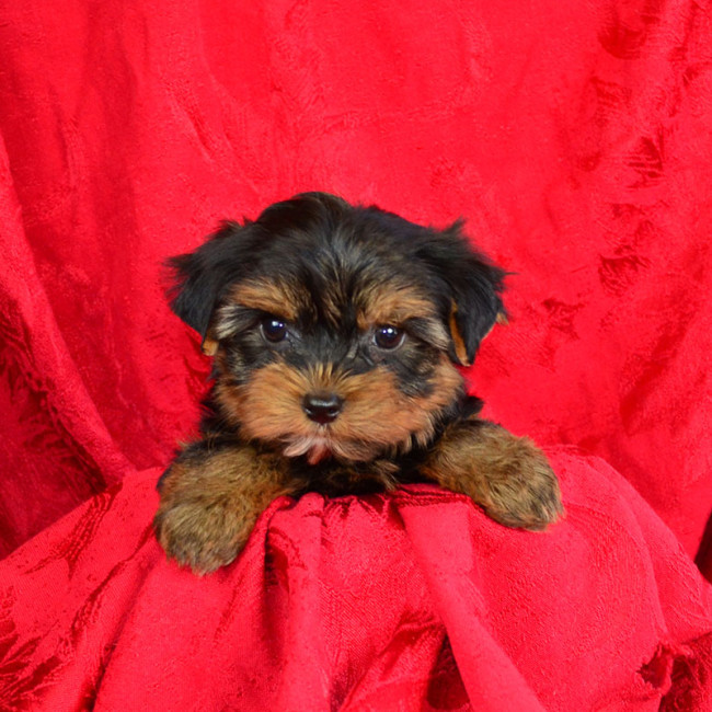 Sugar female yorkie