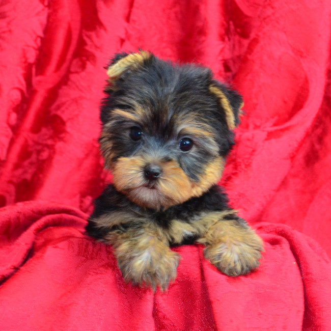 Dakota male yorkie
