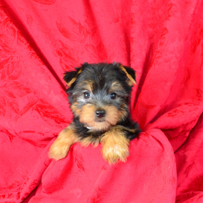 Opal female yorkie
