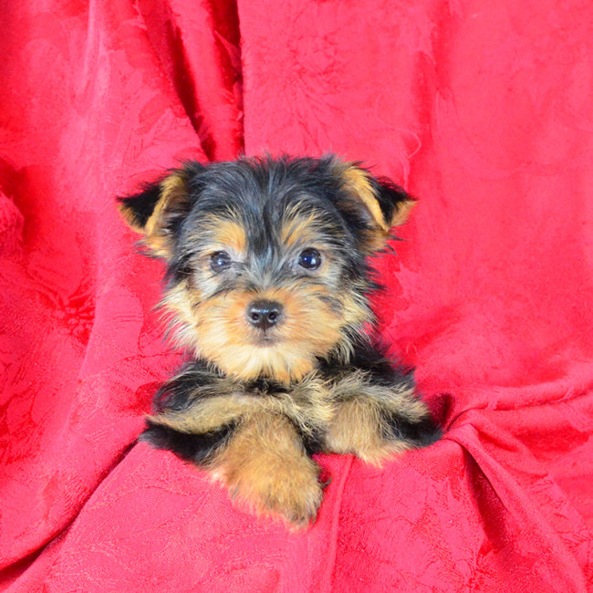 Jagger male yorkie