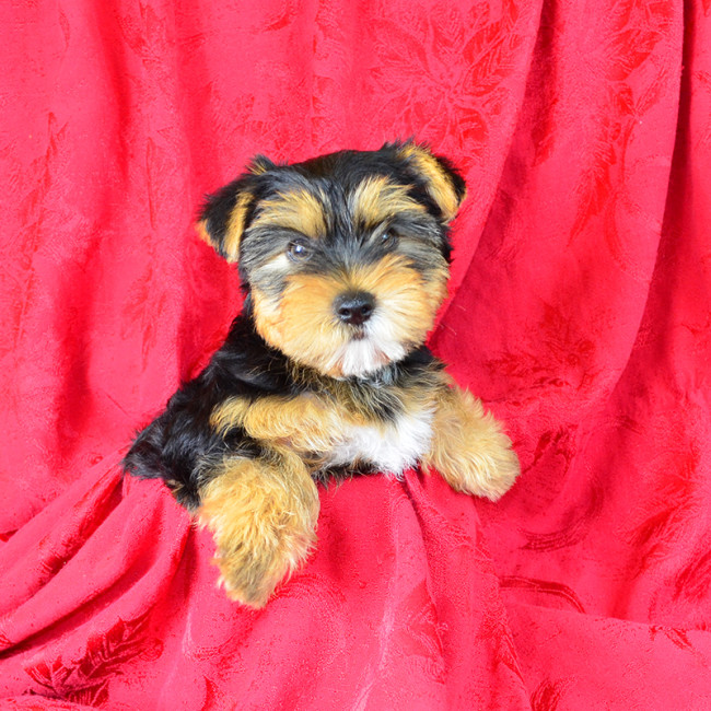Percy male yorkie