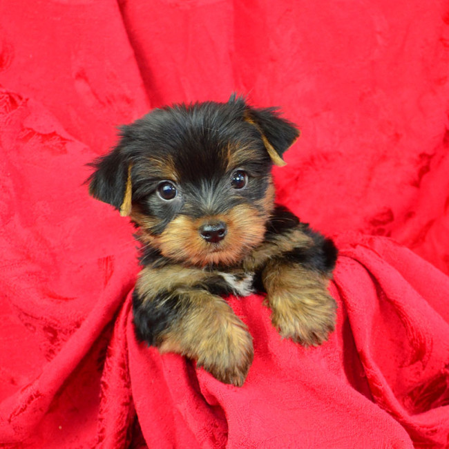 Shania female yorkie