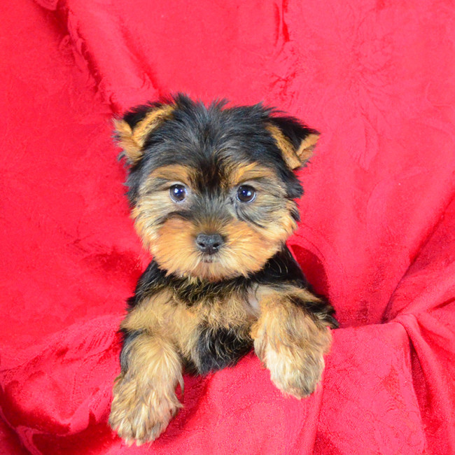 Lulu female yorkie