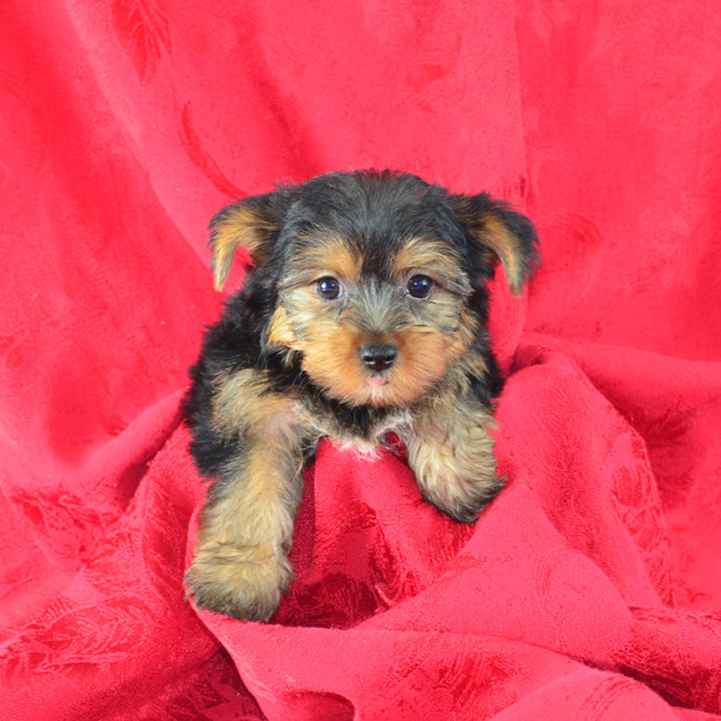 Thumbnail [100%x225]