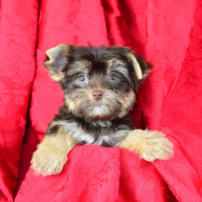 Fudge male yorkie