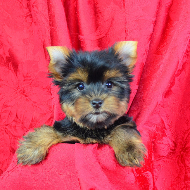 Garth male yorkie