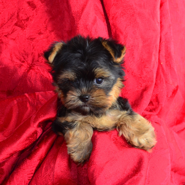 Luna TEACUP female yorkie
