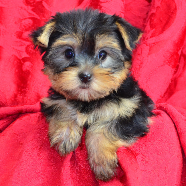DAISY MAE female yorkie