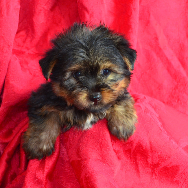 Nugget male yorkie