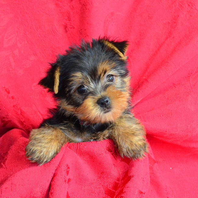 Lilac female yorkie