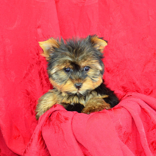 Cecil male yorkie