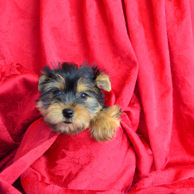 Thumbnail [100%x225]