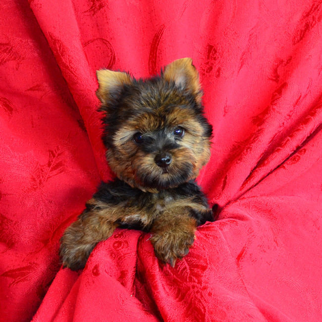 Angus male yorkie