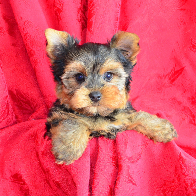 Kona male yorkie