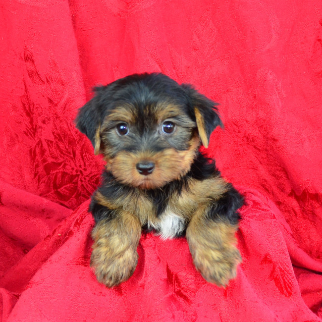 Stetson male yorkie