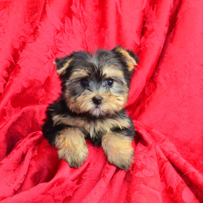 Delta female yorkie