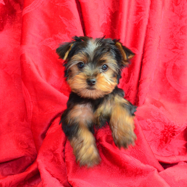 Thumbnail [100%x225]