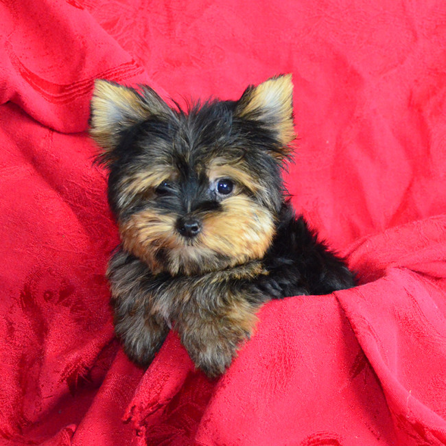 Tyson (teacup) male yorkie