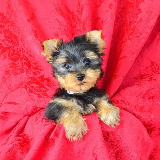 Jasper male yorkie