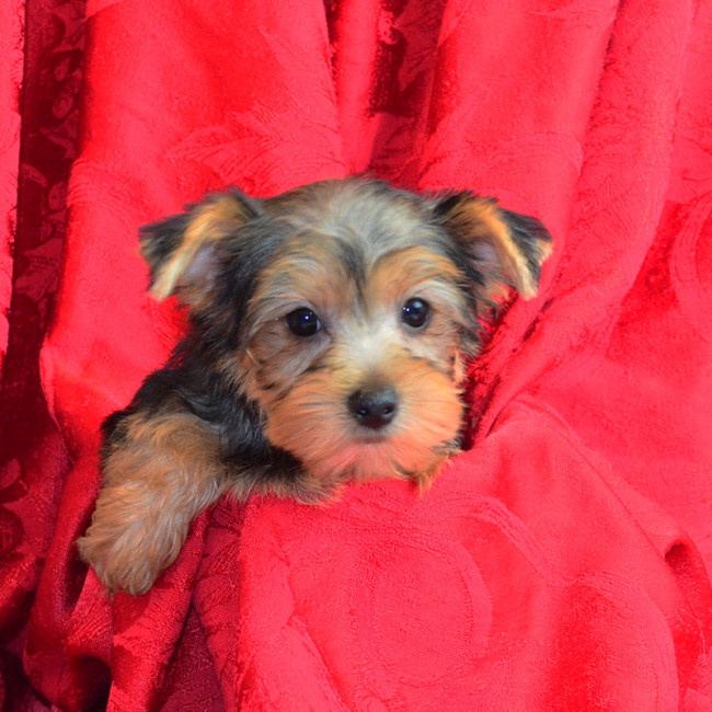 Thumbnail [100%x225]