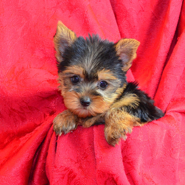 Thumbnail [100%x225]