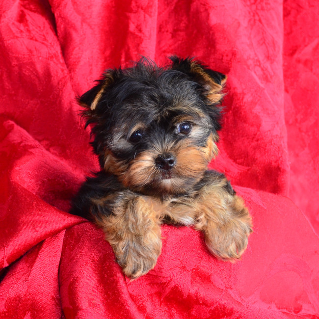 Larry male yorkie