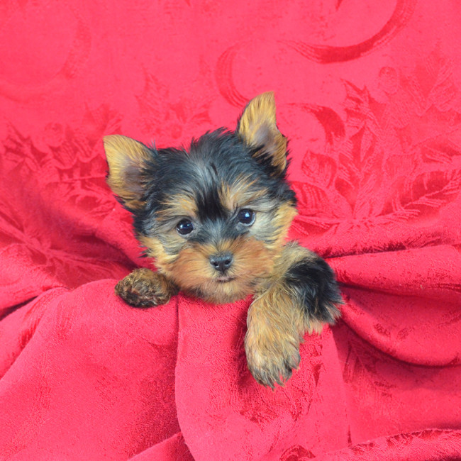 Thumbnail [100%x225]