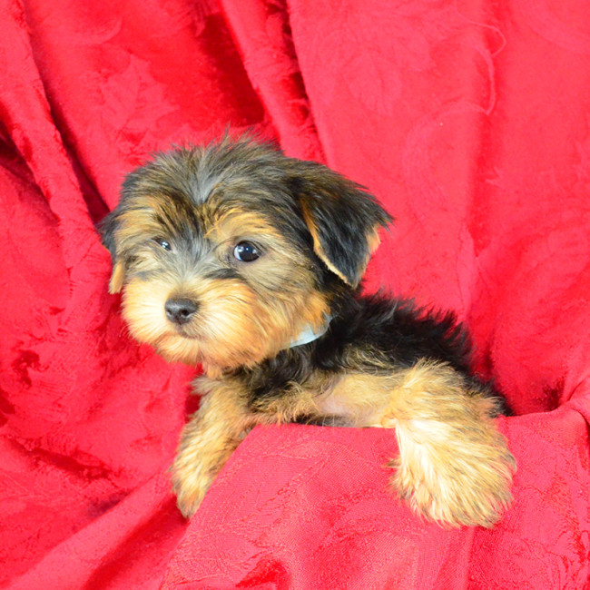 Joey male yorkie