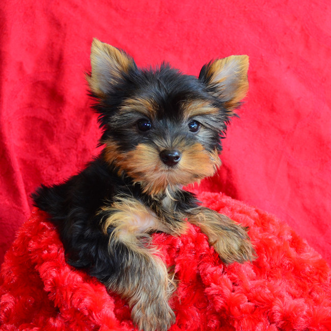 Burrito male yorkie