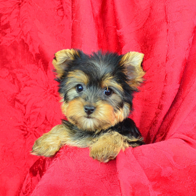 Glory female yorkie