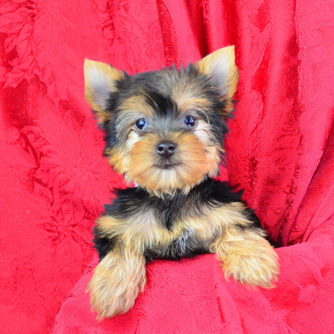 Sunny female yorkie