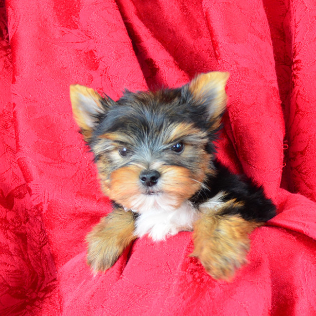 Ribeye (teacup) male yorkie