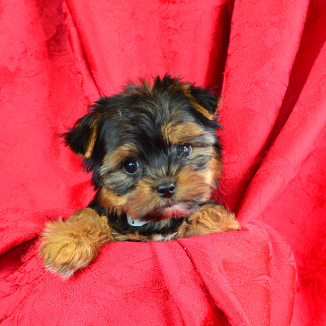 Oakley male yorkie