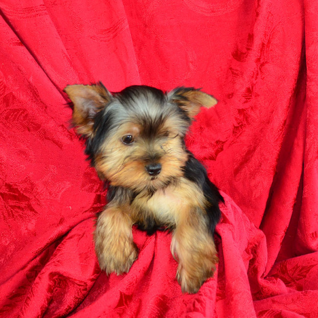 Malcolm male yorkie