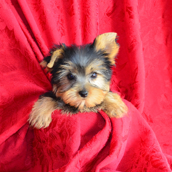 Higgins male yorkie