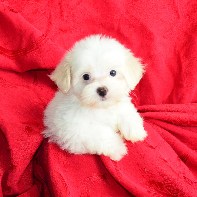 Muffin female maltese
