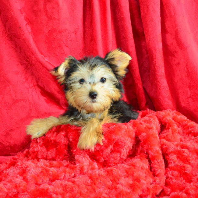 Felicity female yorkie