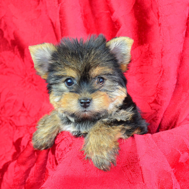Ginger female yorkie