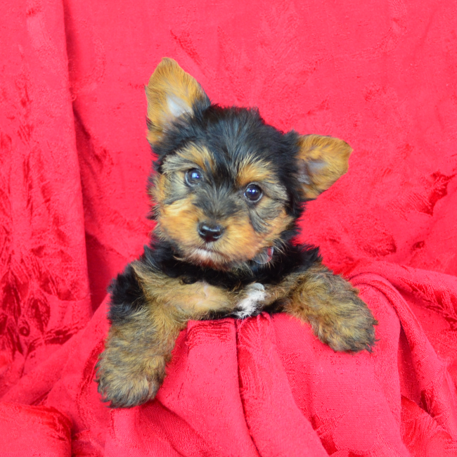 Trapper male yorkie