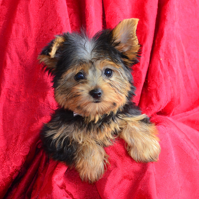 Cupcake female yorkie