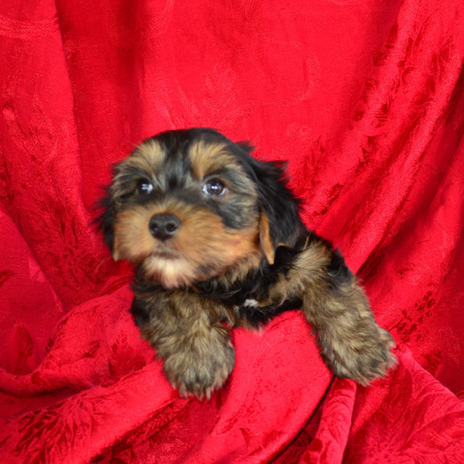 Sutton male yorkie