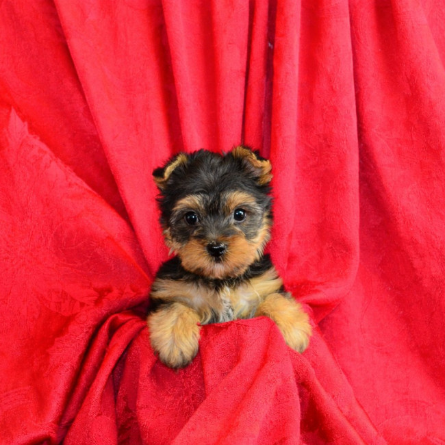 Thumbnail [100%x225]