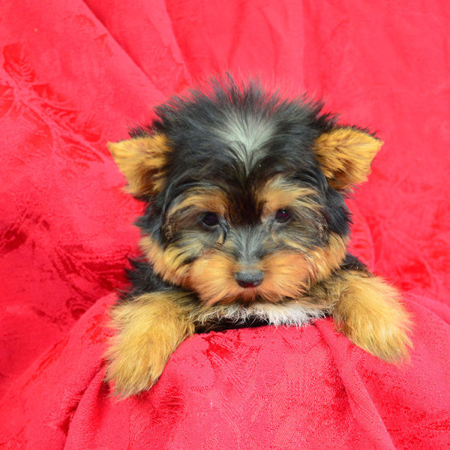 Dallas male yorkie