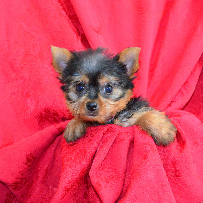 Wally male yorkie