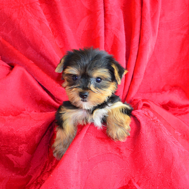 Hollister male yorkie